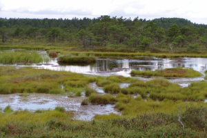 2005