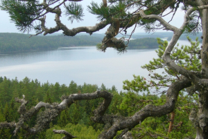 2007
